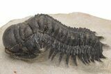 Crotalocephalina Trilobite Fossil - Atchana, Morocco #229677-2